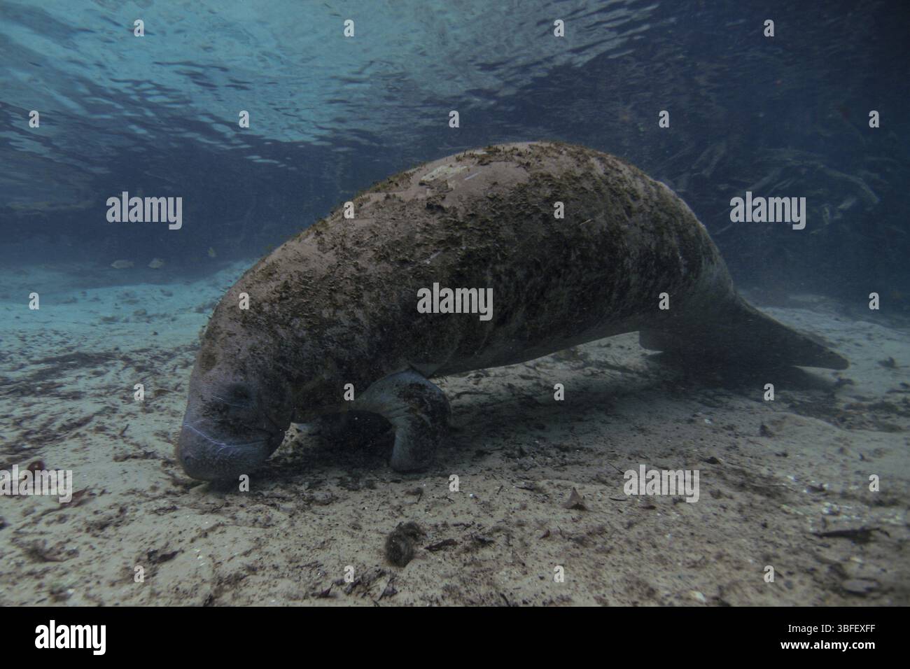 Lamantin à queue ronde (Trichechus) Banque D'Images