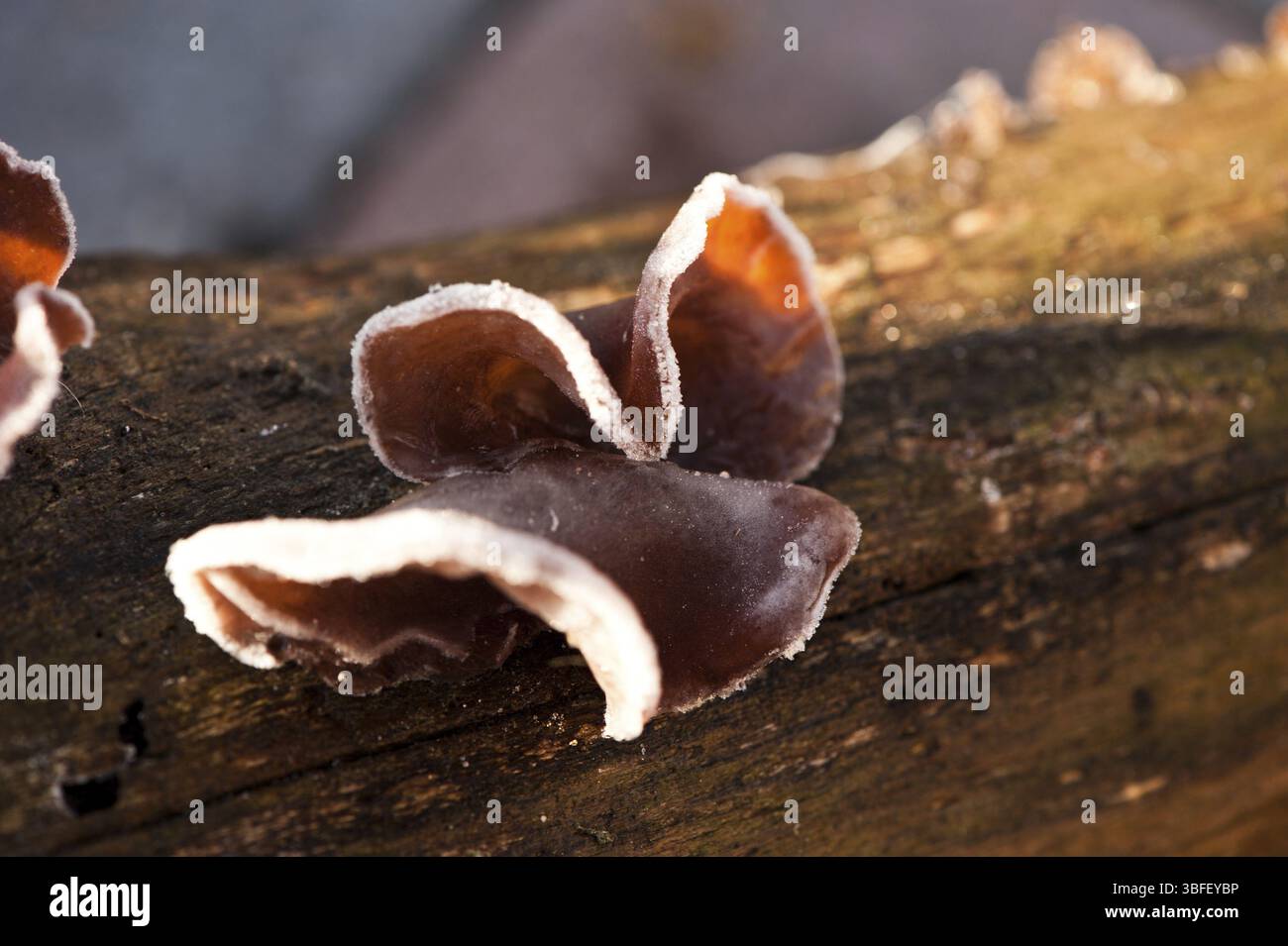 Oreille de Judas (Auricularia auricula-judae) Banque D'Images
