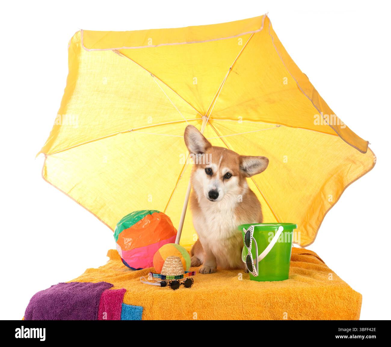 Pembroke Welsh Corgi devant un fond blanc Banque D'Images
