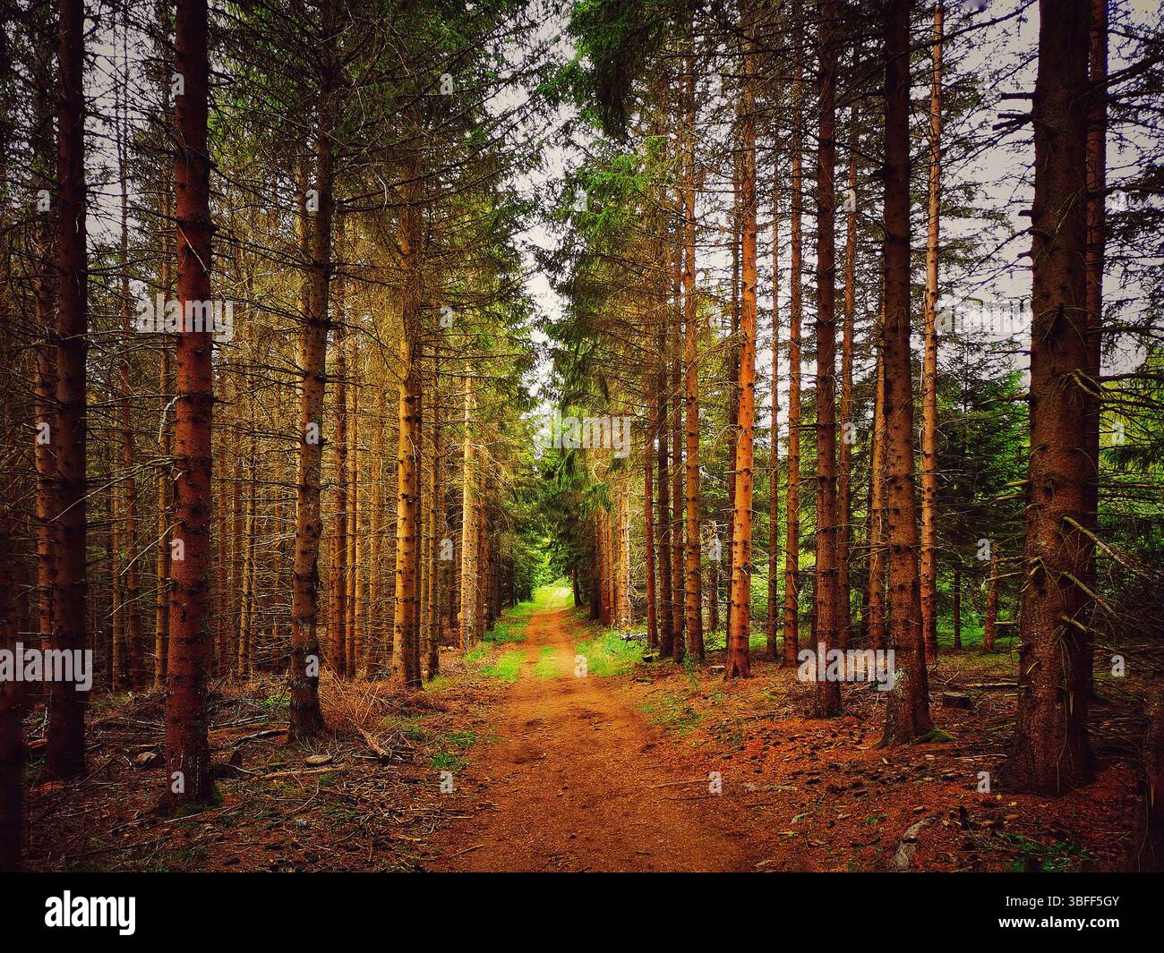 Un sentier serein serpente à travers une forêt dense, entourée de grands arbres. La lumière du soleil filtre à travers les branches. Auvergne. France Banque D'Images