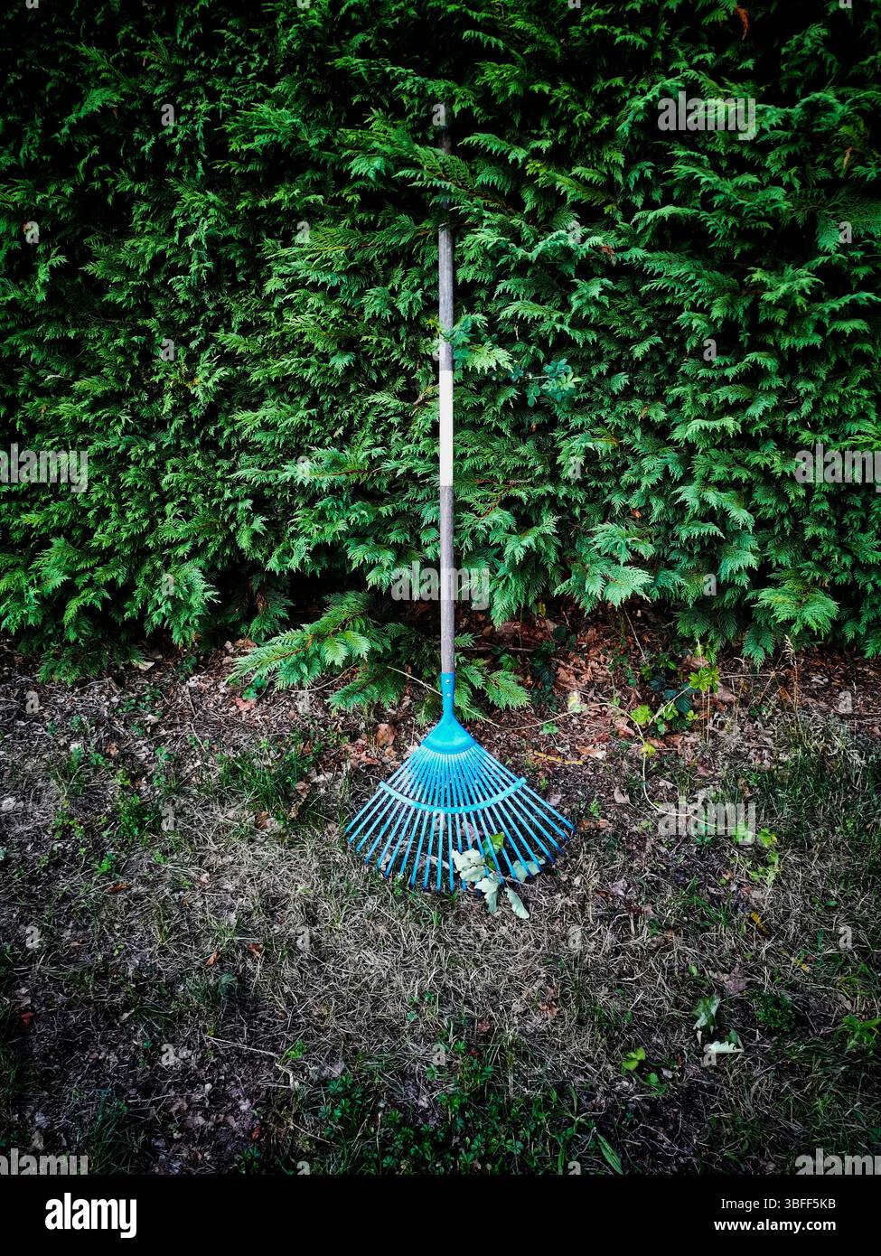 Un râteau bleu vif est positionné contre une haie verte dense dans un jardin. Entourant le râteau est une parcelle de terre avec des feuilles dispersées Banque D'Images