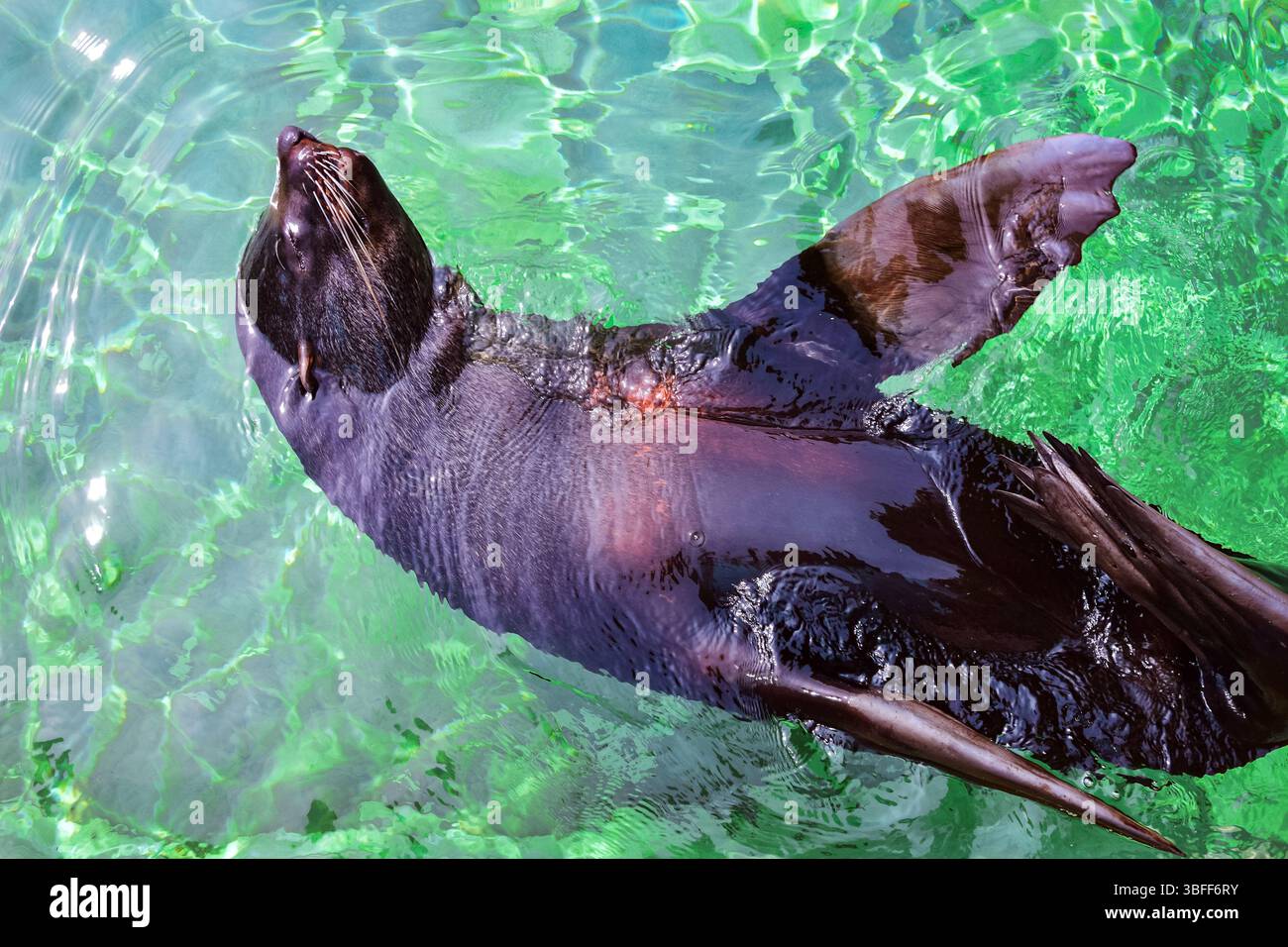 Majestueux phoque nageant gracieusement sous la surface : un spectacle époustouflant de la vie marine dans des eaux cristallines. Banque D'Images