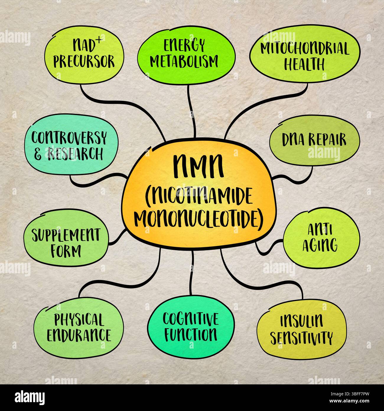 Le NMN est un précurseur du NAD+ qui soutient la production d'énergie, la réparation cellulaire et le vieillissement en bonne santé en améliorant la fonction mitochondriale et métabolique. Info Banque D'Images