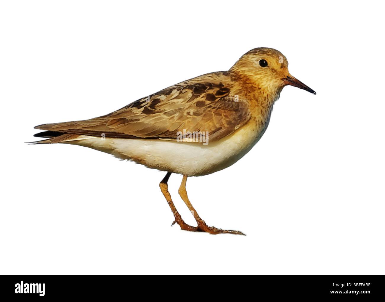 Calidris temminckii ou Temminck s isolent sur fond blanc. Le petit piper de sable est à peu près de la taille d'un moineau. Banque D'Images