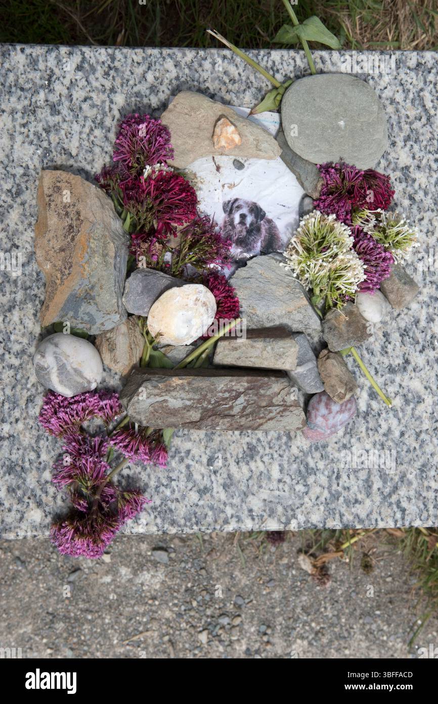 Memento mori à un chien laissé sur un sentier de promenade de falaise siège de pierre. Un meilleur ami de Mans. Une photo en noir et blanc d'un vieux chien tenu vers le bas / entouré de pierres et de fleurs qui ont poussé sur les rives de la promenade de falaise. Seaton, Cornouailles, Angleterre 2025 Royaume-Uni 2020s HOMER SYKES Banque D'Images