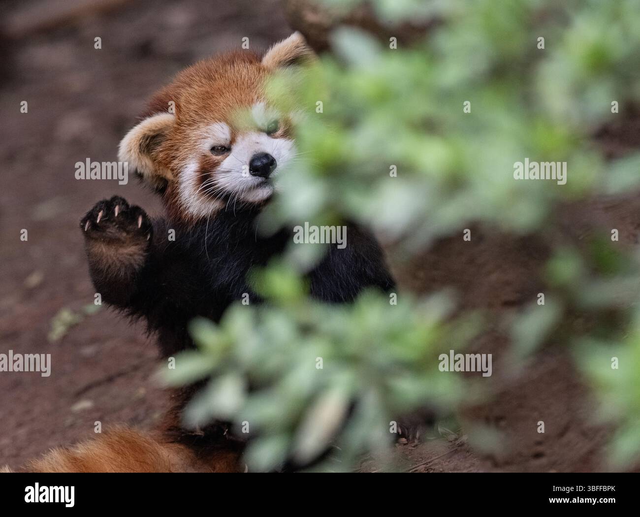 Red Panda, province du Sichuan, Chine Banque D'Images