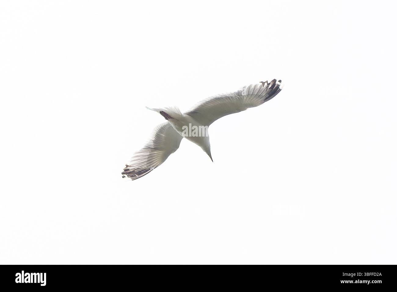 Mouette en vol Banque D'Images Mouette en vol Banque D'Images