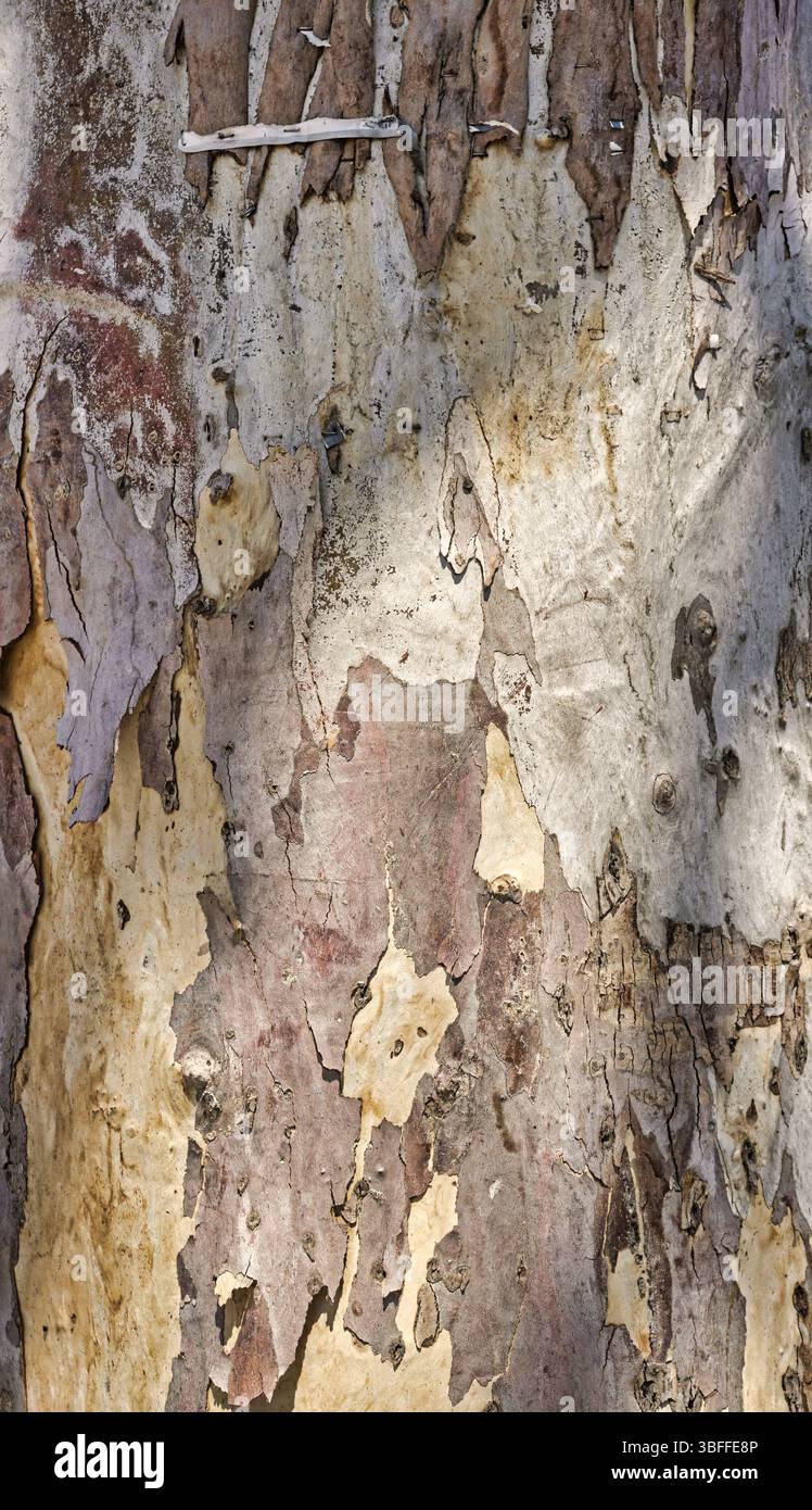 gros plan sur l'écorce d'arbre avec structure visible Banque D'Images