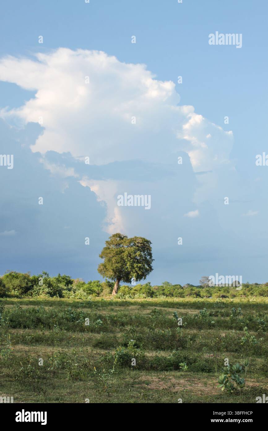 Arbre solitaire sous le ciel dramatique dans le Sri Lanka rural Banque D'Images