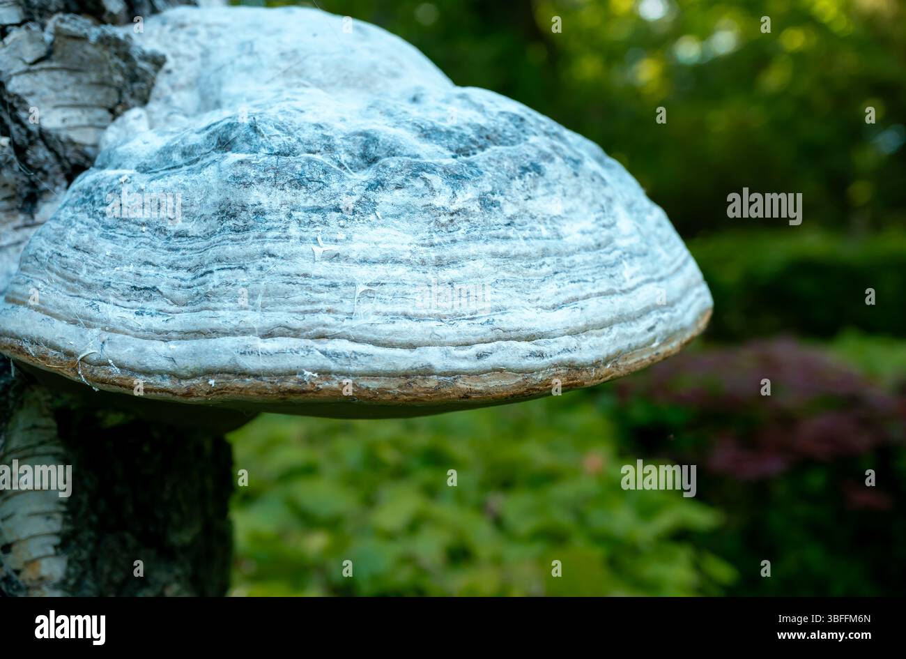 Image macroscopique d'un grand champignon de l'étain (Fomes fomentarius) sur un bouleau dans un environnement forestier naturel, montrant sa structure en couches. Banque D'Images