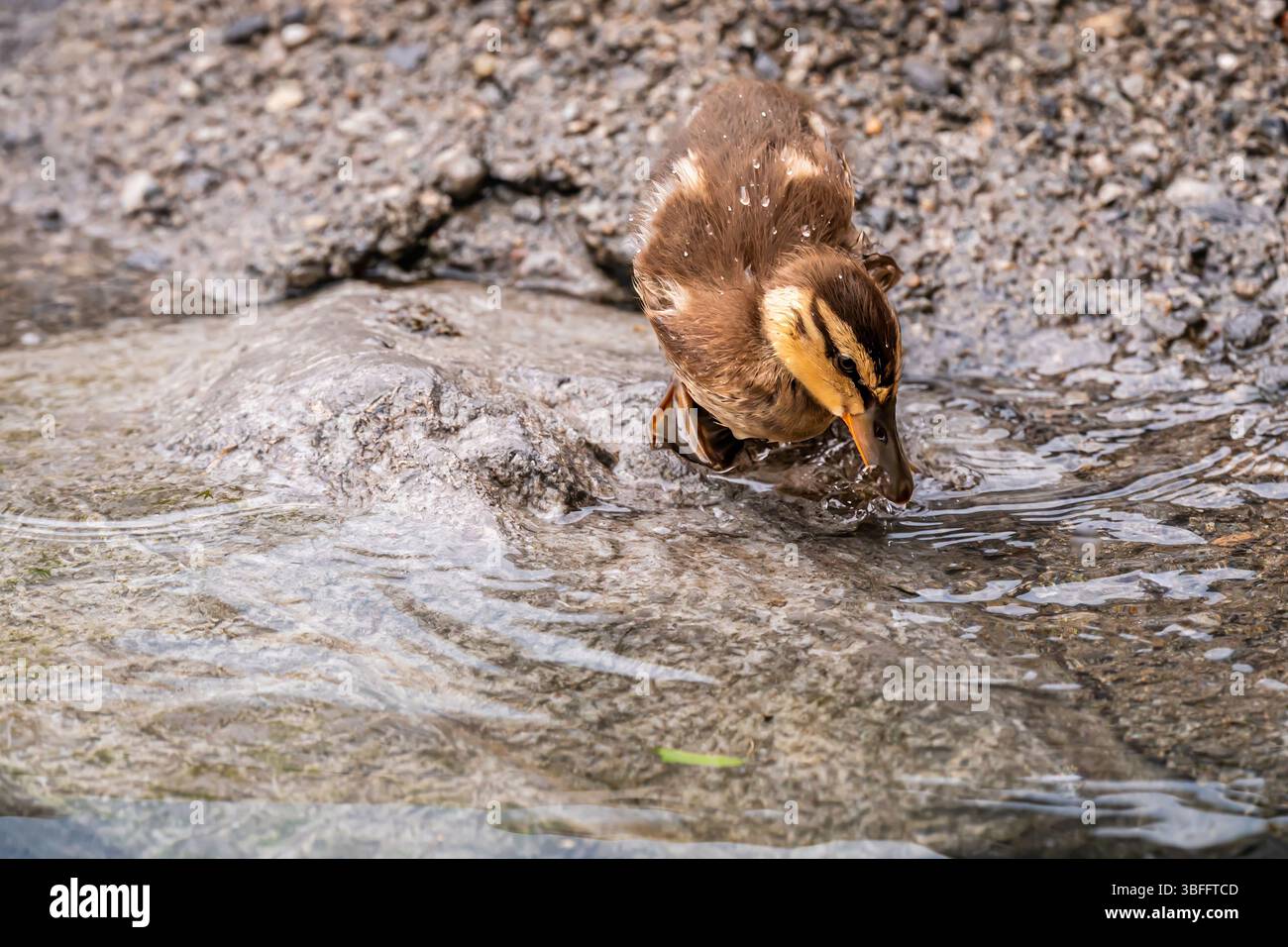Un Mallard Duckling eau potable au Lakeside. Lac Léman, Suisse. Banque D'Images