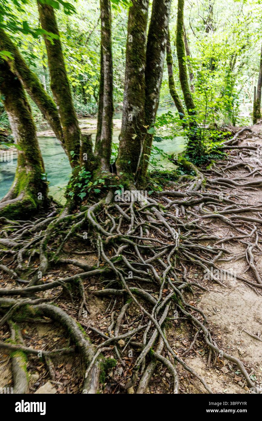 Racines d'arbres exposées, Cascade des tufs, les planches-pres-Arbois, Jura, France Banque D'Images