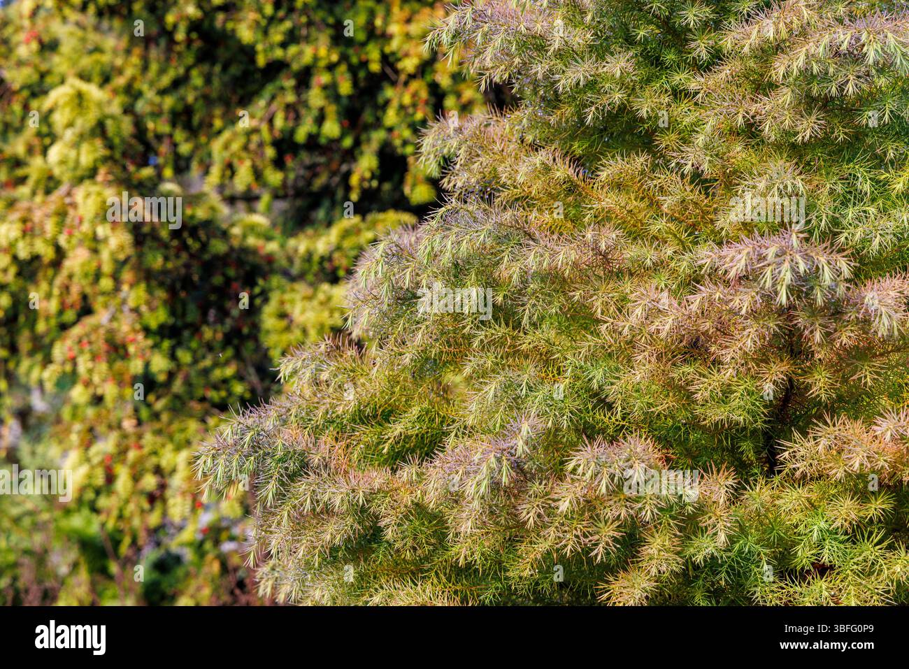 Arbre à feuilles persistantes ornemental, Angleterre, Royaume-Uni Banque D'Images