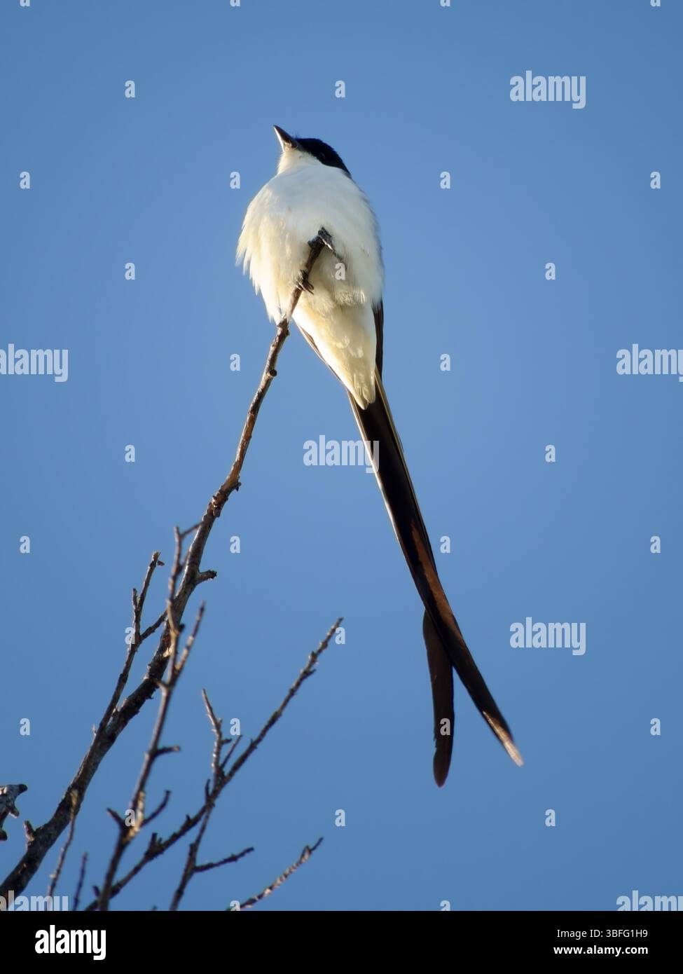Fiscale à longue queue perchée sur une branche sèche contre un ciel bleu clair, profitant de la lumière du soleil Banque D'Images