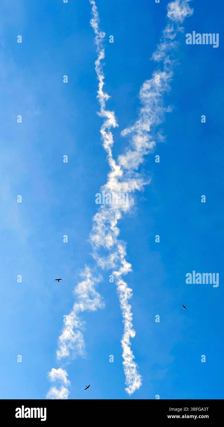Deux Swifts, Apus apu, glissent à travers un ciel bleu clair, encadrés par des traînées de vapeur qui se croisent et tracent les trajectoires invisibles des avions qui passent Banque D'Images
