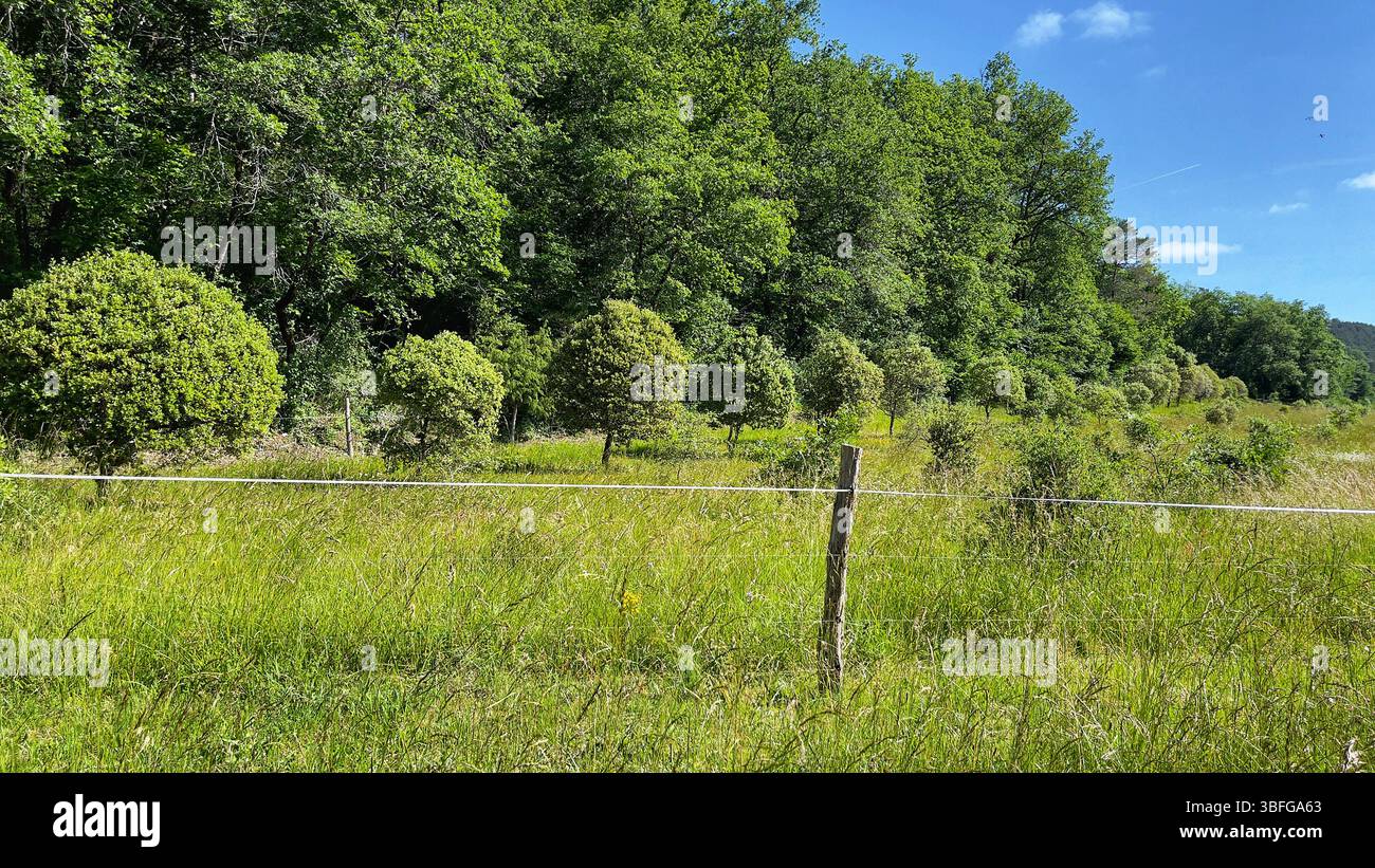 Une ferme de truffes tranquille en Dordogne, où les chênes nourrissent des truffes noires prisées, façonnant une riche tradition culinaire dans la campagne française Banque D'Images