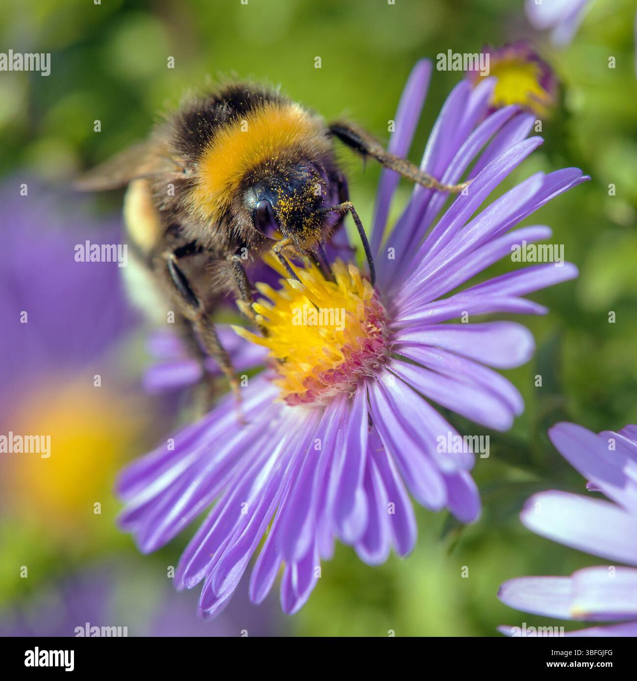 Bourdon à queue blanche en latin Bombus lucorum, assis sur la fleur bleue Banque D'Images