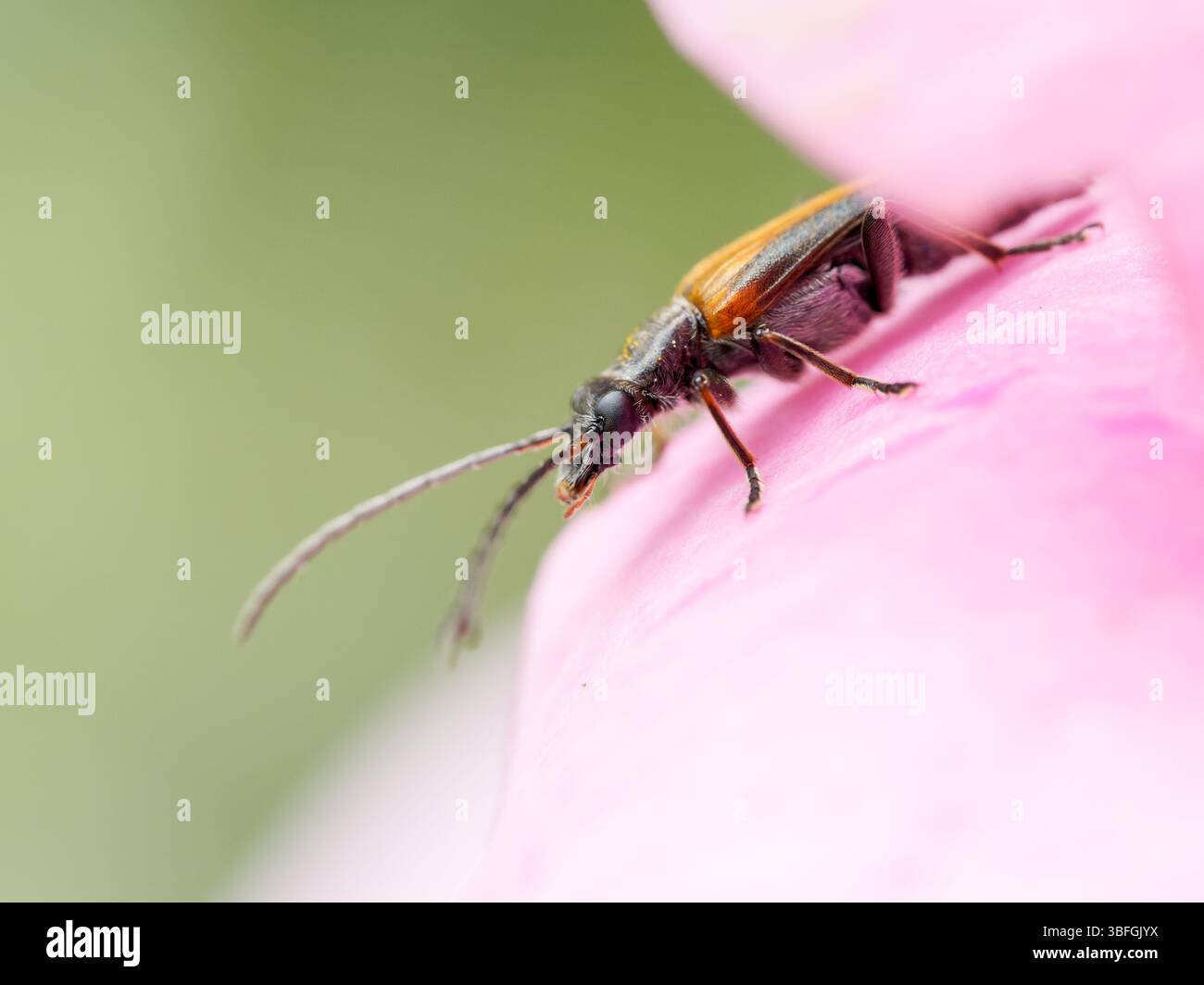 Oedemera femorata, faux coléoptère à cloques sur pétale de fleur rose, paysan urbain, Lyon, France. Banque D'Images