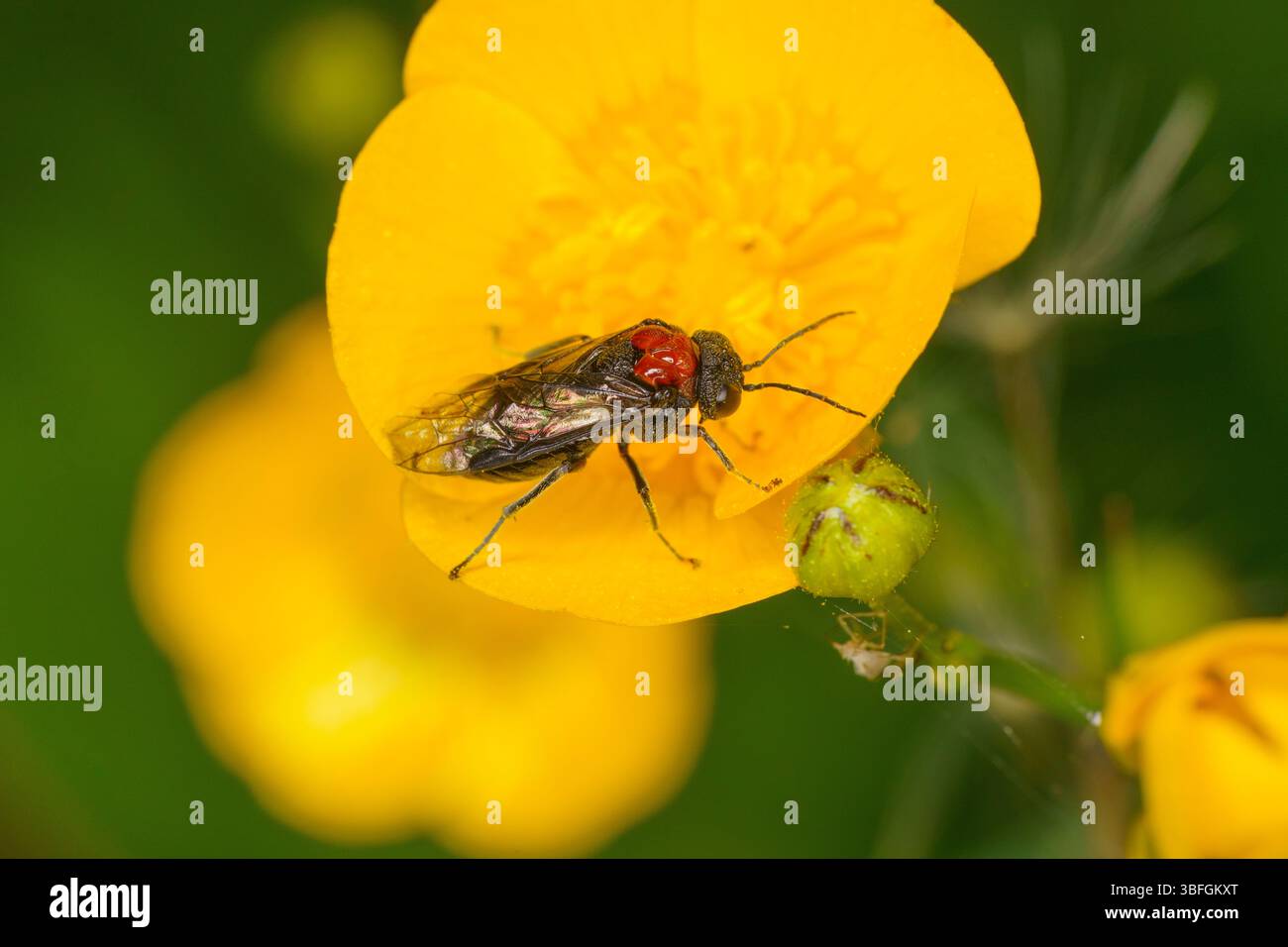 Eriocampa ovata famille Tenthredinidae genre Eriocampa Alder Sawfly Woolly Alder Sawfly nature sauvage photographie d'insectes, image, papier peint Banque D'Images Eriocampa ovata famille Tenthredinidae genre Eriocampa Alder Sawfly Woolly Alder Sawfly nature sauvage photographie d'insectes, image, papier peint Banque D'Images