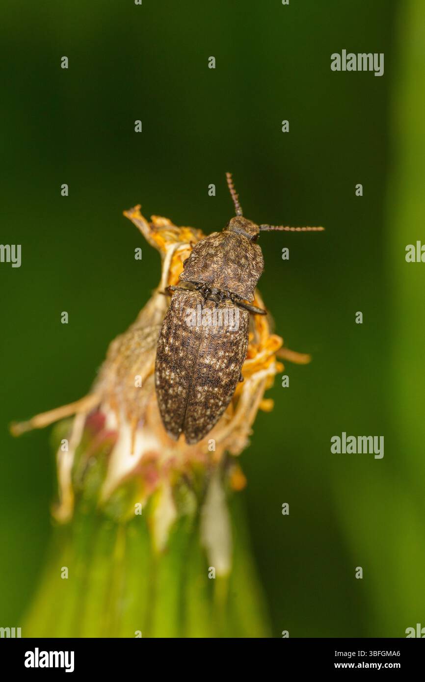 Agrypnus murinus famille Elateridae Genus Agrypnus Mottled dingy-brun clic coléoptère nature sauvage insecte papier peint, photographie, image Banque D'Images
