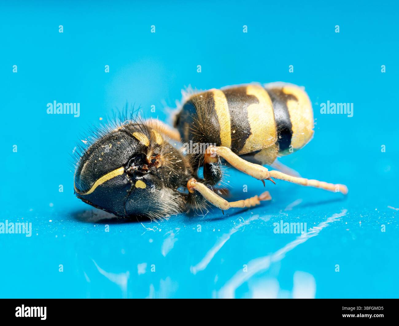 Macro d'une guêpe commune (Vespula vulgaris) sur une surface bleue à Lyon, France, montrant des détails corporels et des motifs jaune-noir Banque D'Images