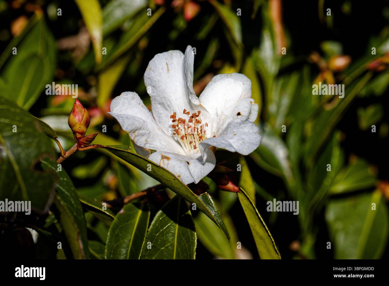 Camellia Cornish Snow : fleurs blanches simples 4-5cm de largeur, teintées de rose à l'envers, ouvertes à partir du milieu de l'hiver. Banque D'Images