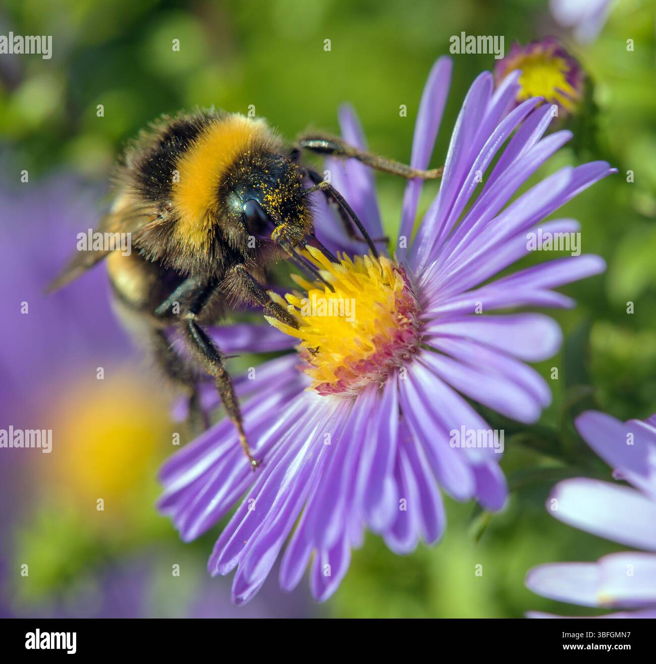 Bourdon à queue blanche en latin Bombus lucorum, assis sur la fleur bleue Banque D'Images