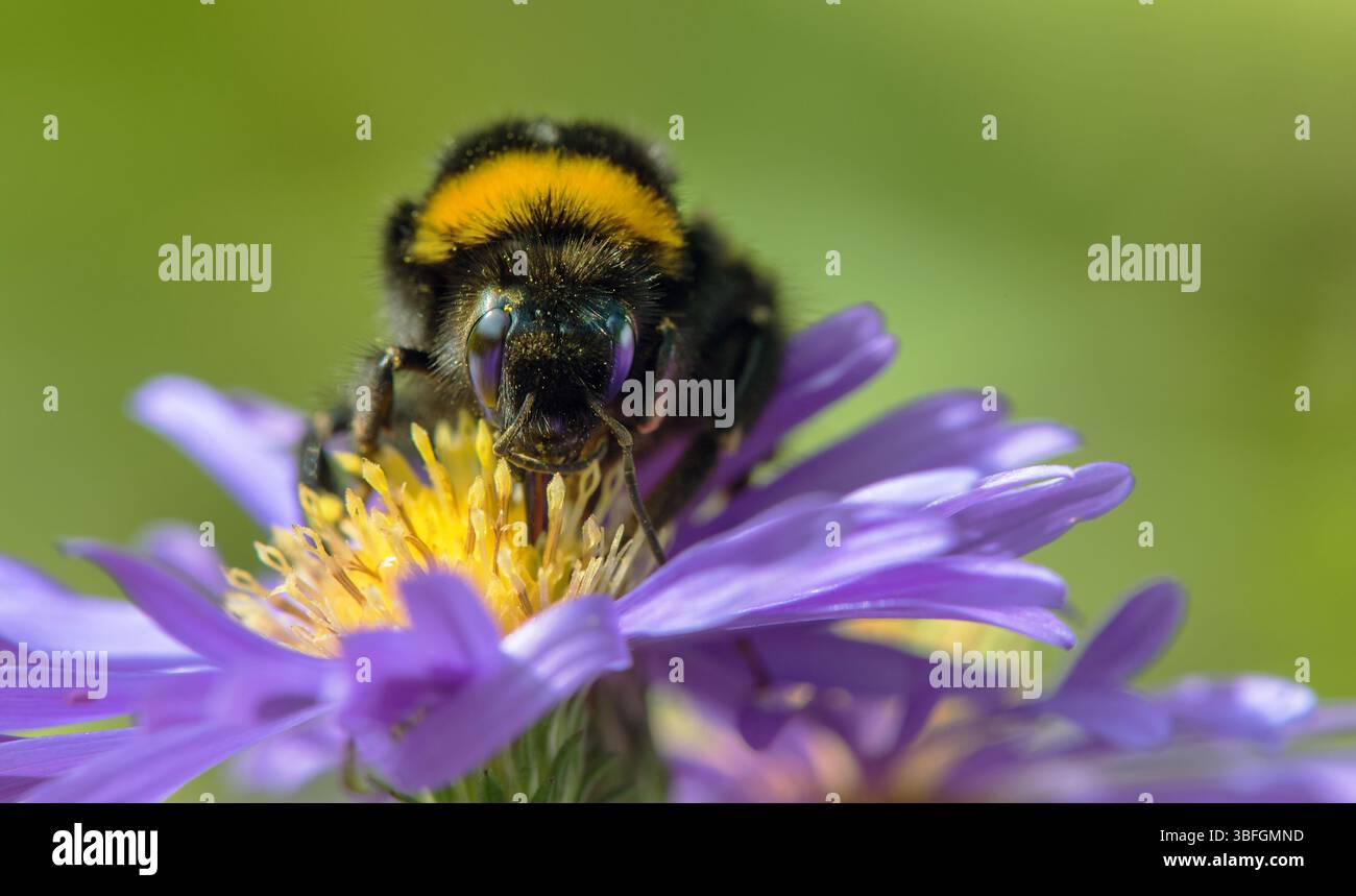 Bourdon à queue blanche en latin Bombus lucorum, assis sur la fleur bleue Banque D'Images