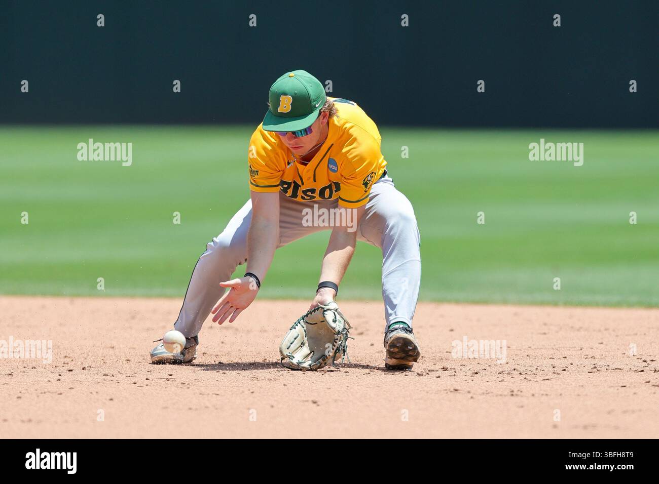 June 1, 2025: Bison infielder Tommy Simon (19) leans over to field a grand ball coming towards him. Creighton defeated North Dakota State 11-10 in Fayetteville, AR. Richey Miller/CSM(Credit Image: © Richey Miller/Cal Sport Media) (Cal Sport Media via AP Images) Banque D'Images
