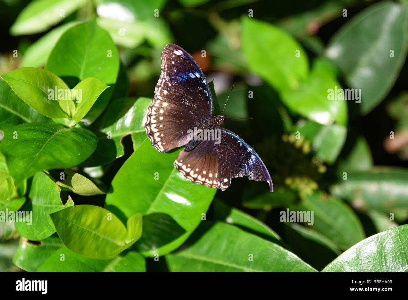 Un papillon mâle Hypolimnas bolina avec des taches bleues brillantes et des ailes sombres repose sur des feuilles vert brillant à la lumière du soleil dans un environnement tropical. Banque D'Images