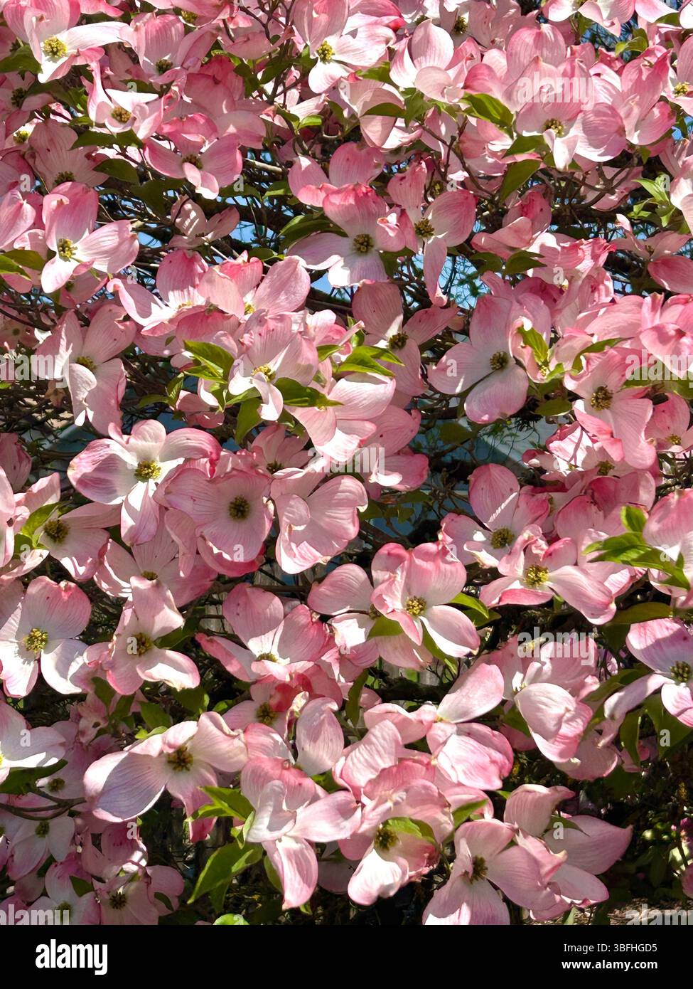 Belles fleurs roses brillantes du Dogwood rose en fleurs (Cornus florida) fleurissant au printemps, ouest de Washington, États-Unis - Image de stock capturée avec un smartphone