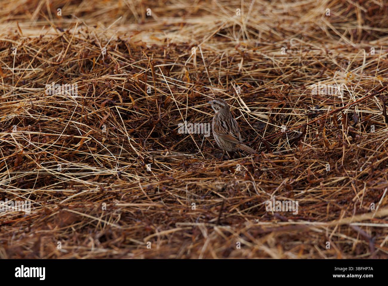 Un moineau commun mangeant et nichant dans l'herbe Banque D'Images