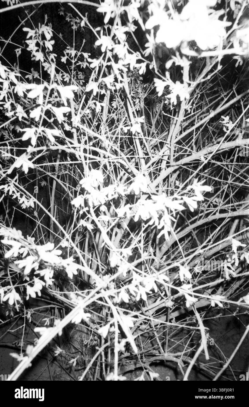 Capture flash de Jasmine d'hiver à floraison nocturne dans les ténèbres urbaines Banque D'Images