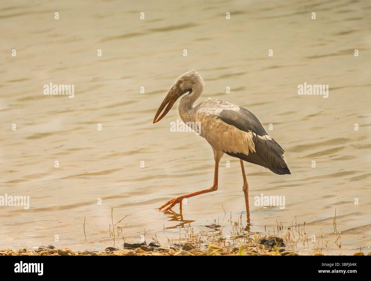 Cigogne asiatique à bec ouvert juvénile ((Anastomus oscitans). Réserve Kabini. Parc national de Nagarahole. Inde Banque D'Images