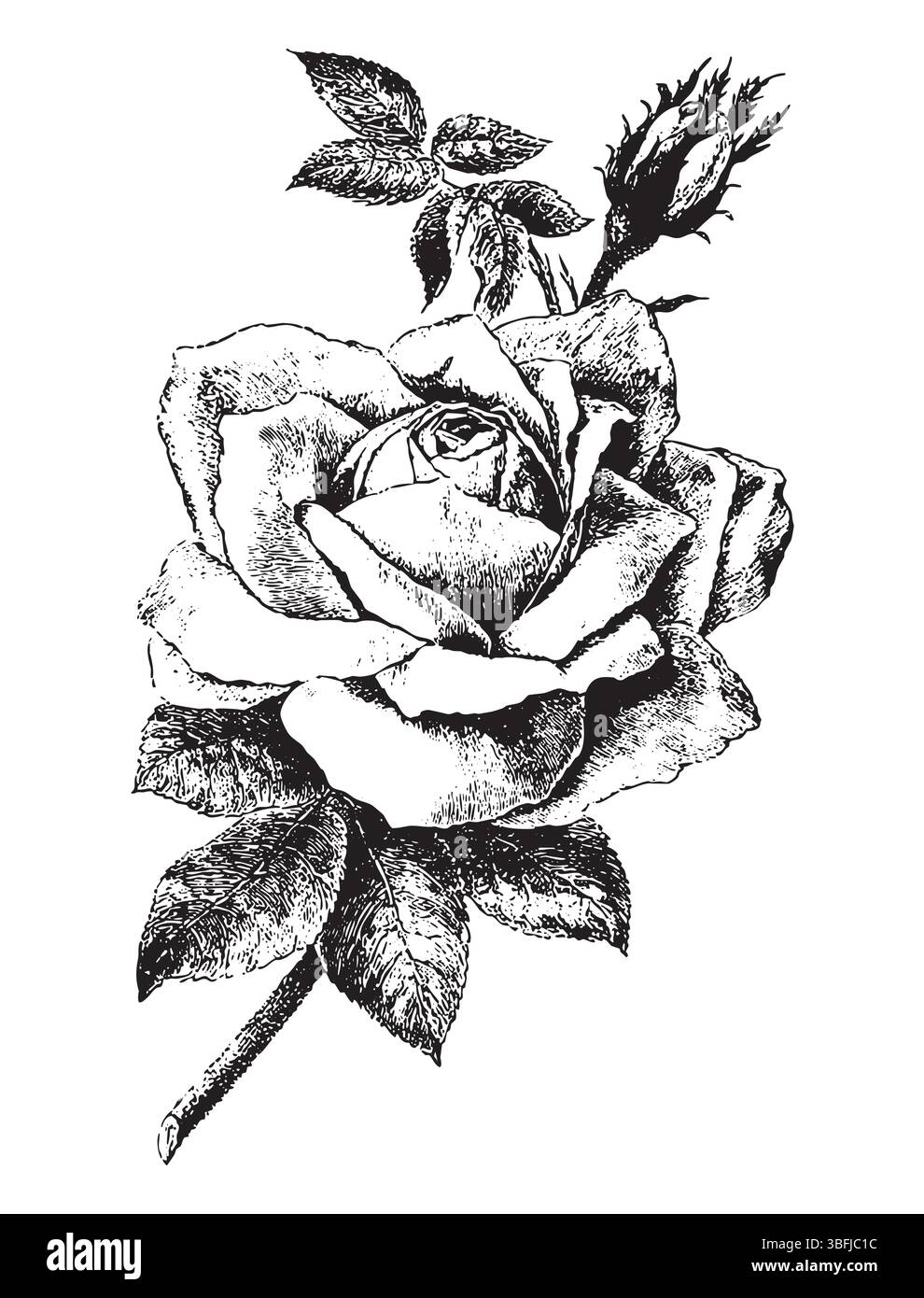 Illustration vectorielle de style de gravure vintage de bouquet de roses avec des fleurs et des feuilles Illustration de Vecteur