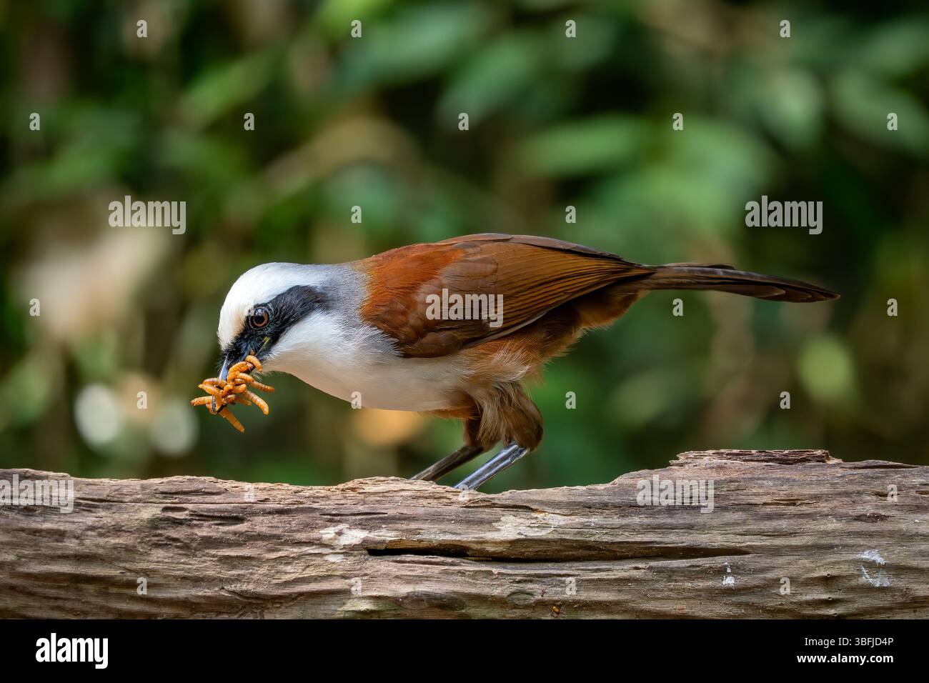 Rire à crête blanche - Garrulax leucolophus, rare bel oiseau perché des forêts et des bois asiatiques, Vietnam. Banque D'Images