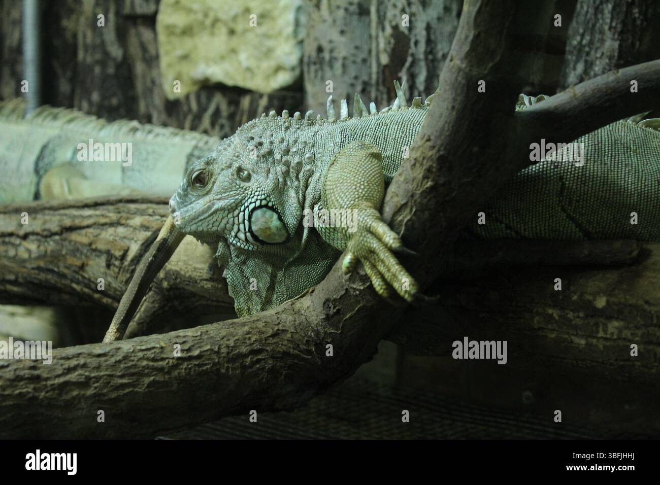 Deux iguanes verts rampent sur les branches d'un arbre dans un zoo. Animaux drôles. Banque D'Images