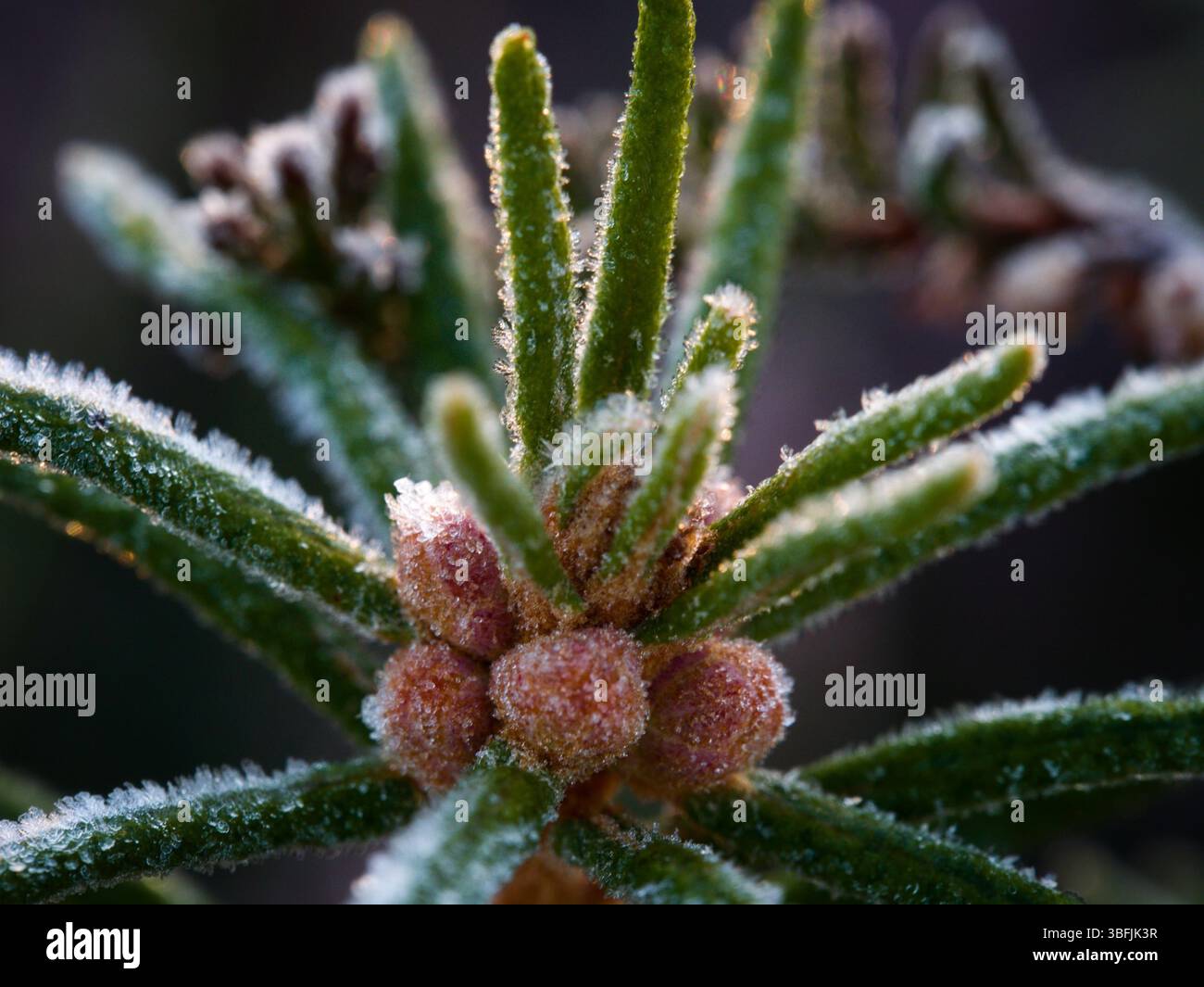 Gros plan de bourgeons de pin couverts de gel sur de nouvelles pousses vertes, éclairées par une lumière douce Banque D'Images