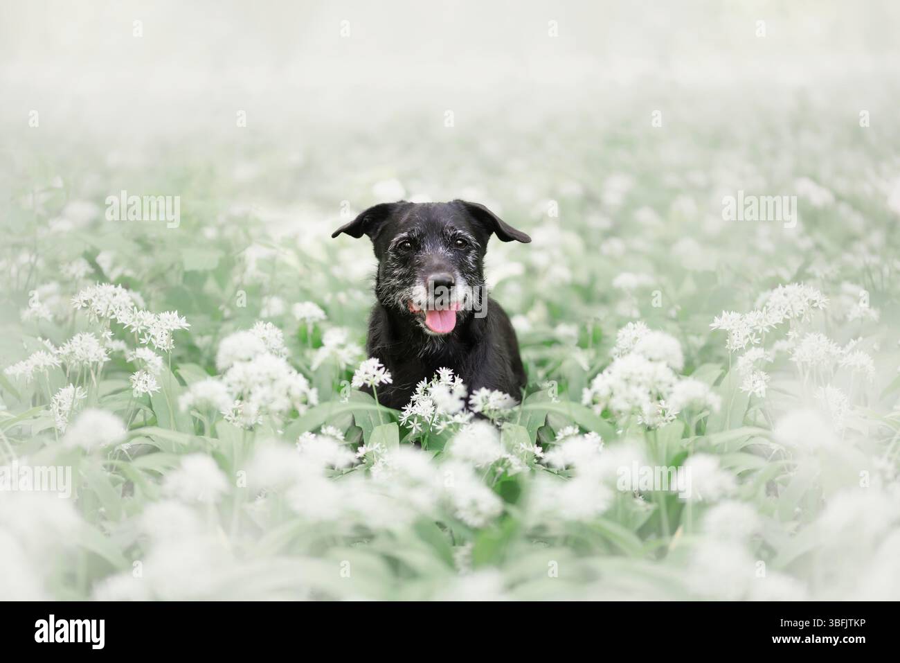 Portrait d'un chien à l'ail sauvage. Banque D'Images