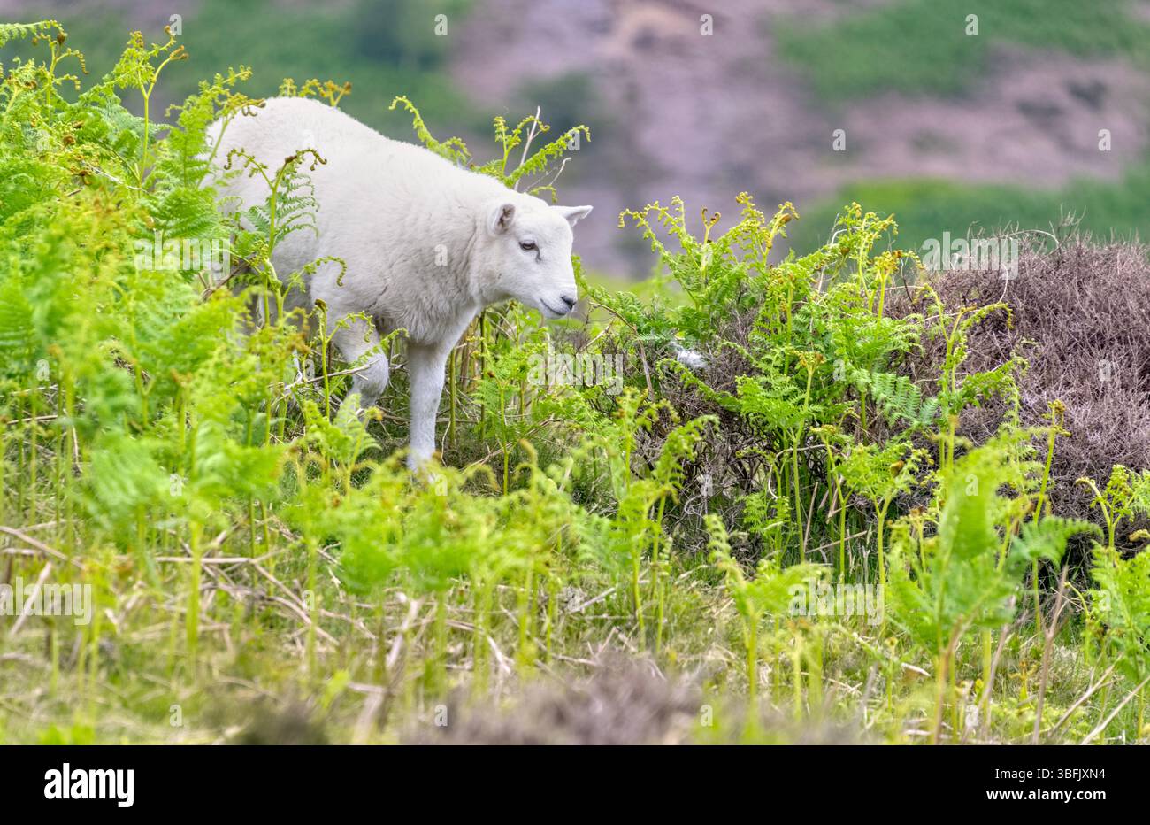 Le long Mynd, Church Stretton, Shropshire, mouton seul qui paissait et marchait sur le long Mynd Banque D'Images