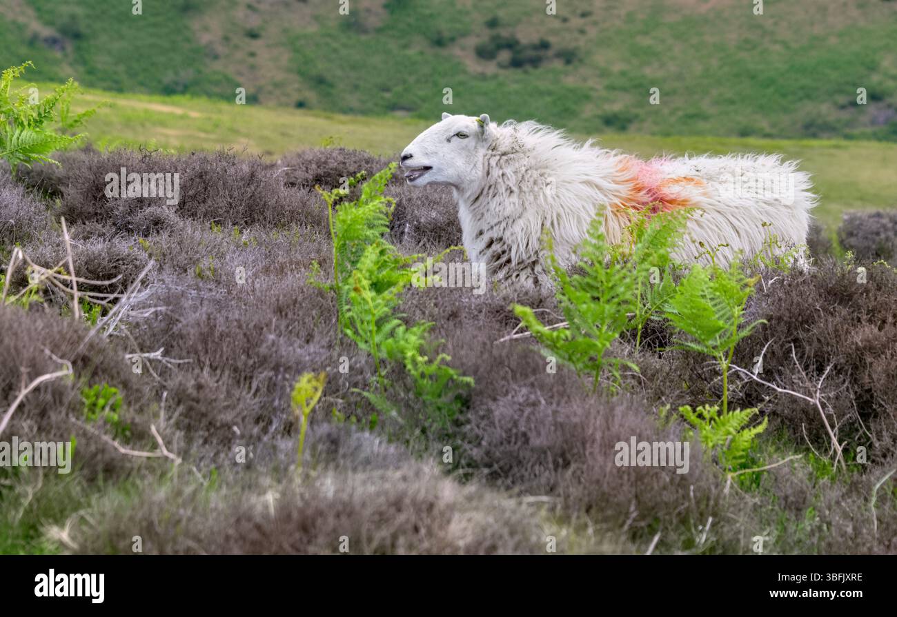 Le long Mynd, Church Stretton, Shropshire, mouton seul qui paissait et marchait sur le long Mynd Banque D'Images