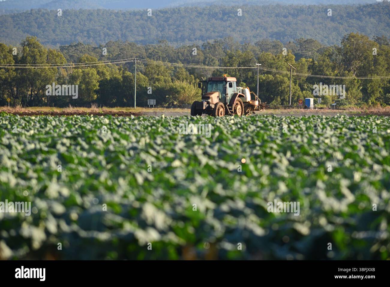 GATTON, AUSTRALIE, 1er MAI 2025 : un agriculteur pulvérise sa culture de légumes à Gatton dans le Queensland, en Australie. Banque D'Images