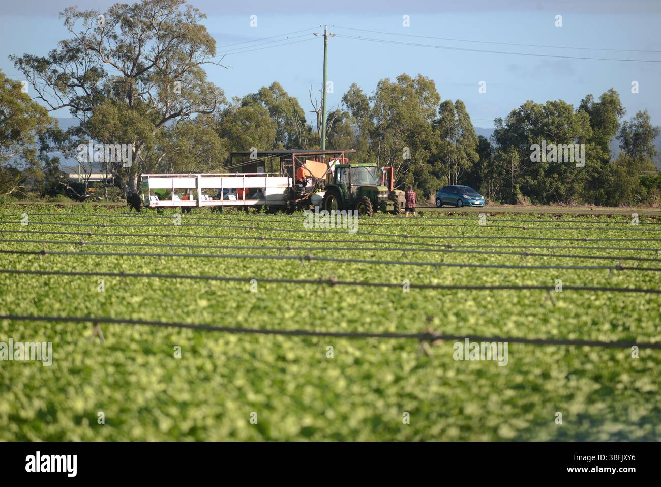 GATTON, AUSTRALIE, 1er MAI 2025 : une équipe de personnes récolte un légume à Gatton dans le Queensland, en Australie. Banque D'Images