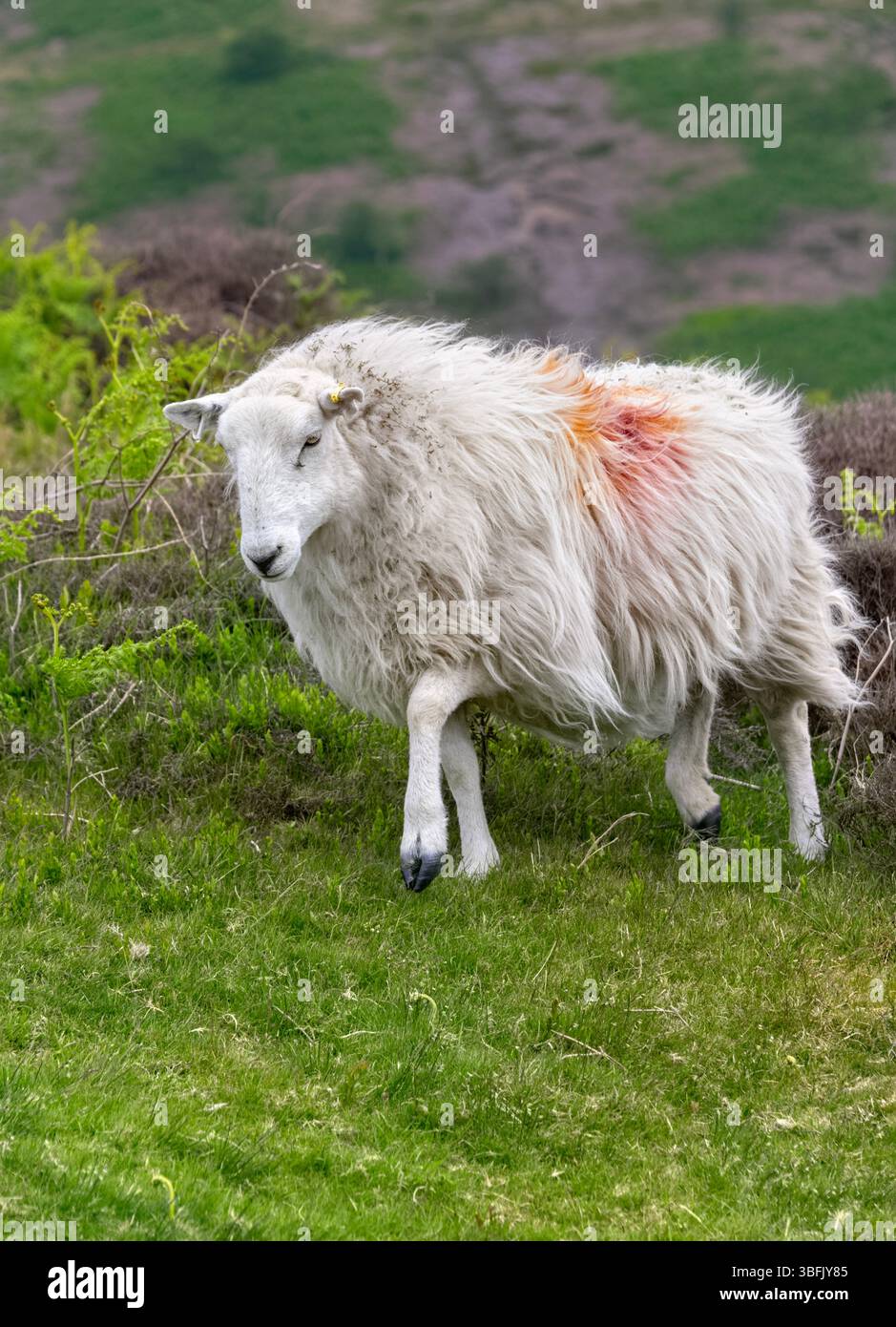 Le long Mynd, Church Stretton, Shropshire, mouton seul qui paissait et marchait sur le long Mynd Banque D'Images