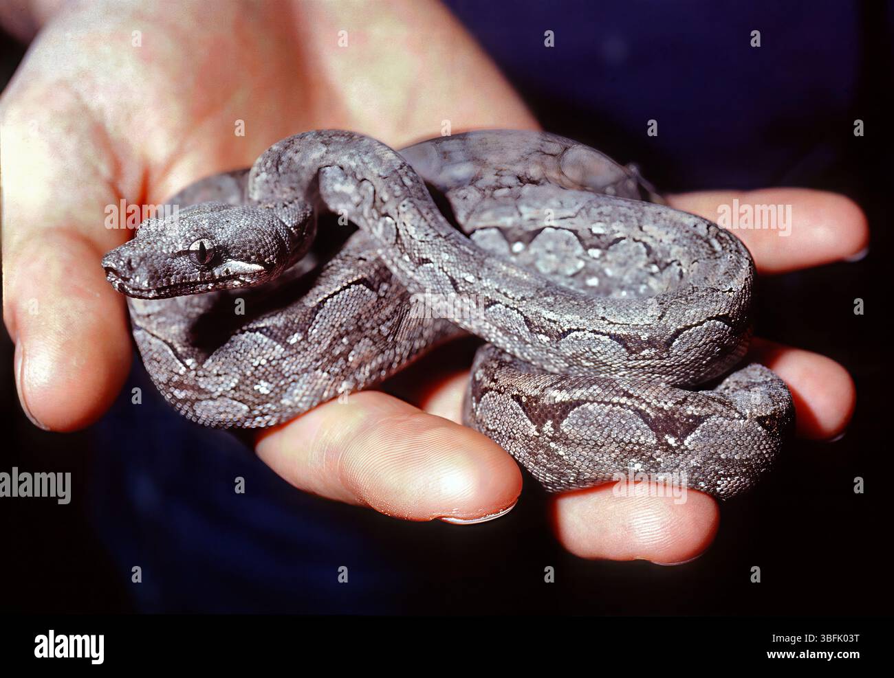 Boa Constrictor argentin, Boa argentin, Boa constrictor occidentalis, Boidae Banque D'Images