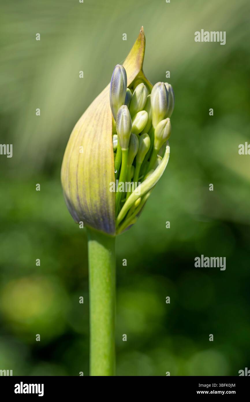 Vue rapprochée d'une fleur d'Agapanthus fleurissant sur un fond vert flou Banque D'Images