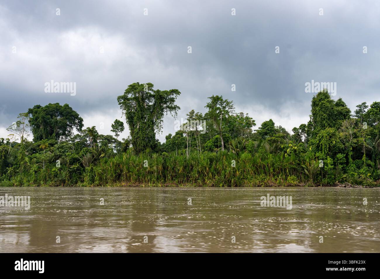 Forêt tropicale secondaire le long de la rive du fleuve Napo dans le bassin amazonien de l'Équateur. Banque D'Images