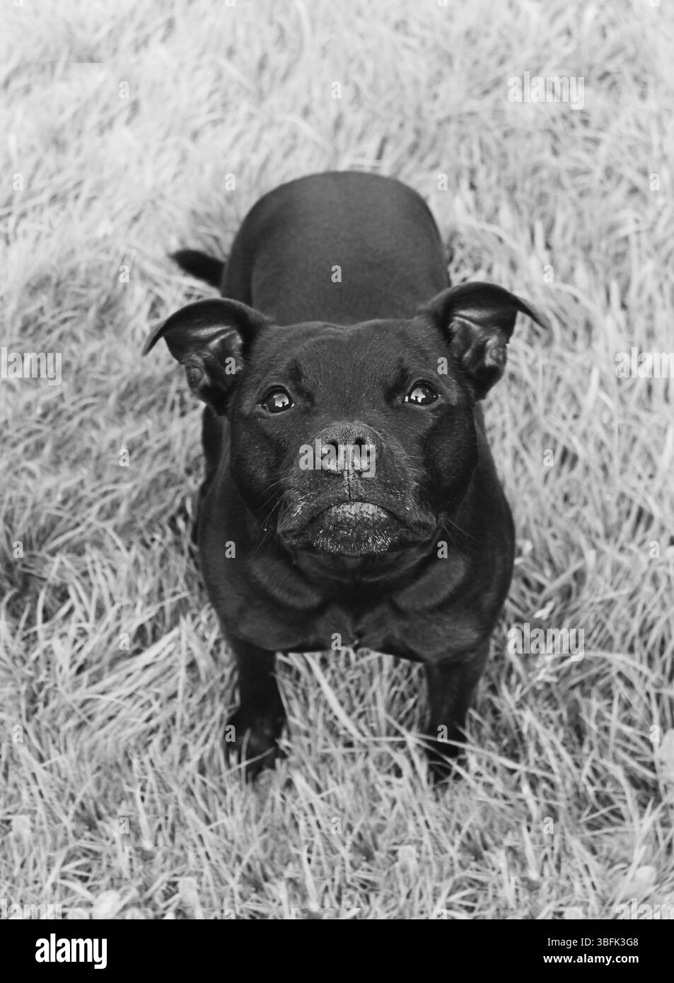 Staffy dans l'herbe Banque D'Images