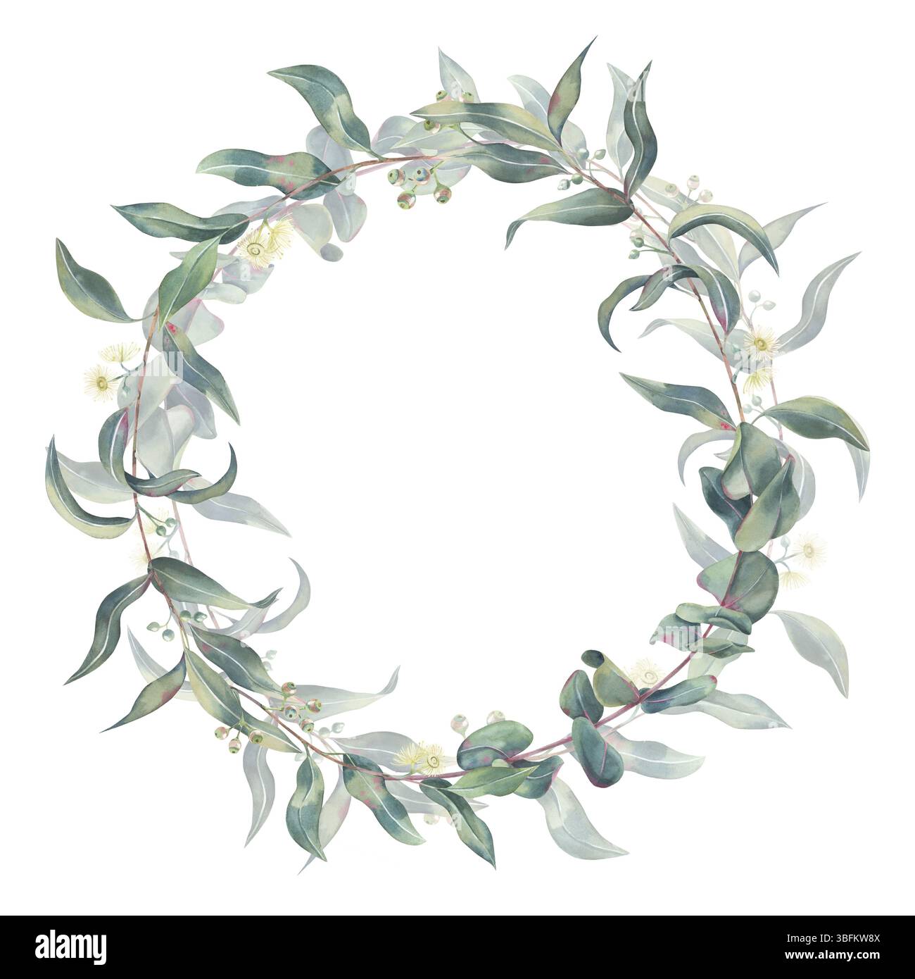 Couronne d'eucalyptus, branches avec des feuilles, des fleurs et des pousses disposées en cercle, aquarelle sur fond blanc pour les invitations de mariage, logos, décoration Banque D'Images