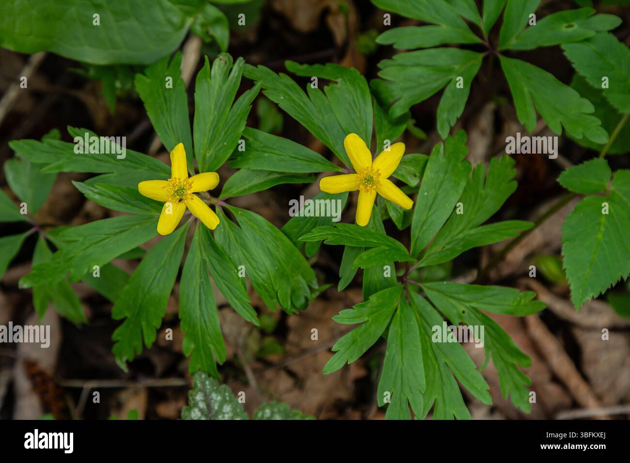 Dans une forêt printanière luxuriante, des fleurs jaunes vibrantes d'Anemonoides ranunculoides émergent d'un riche feuillage vert sous la lumière du soleil, créant un atm animé Banque D'Images